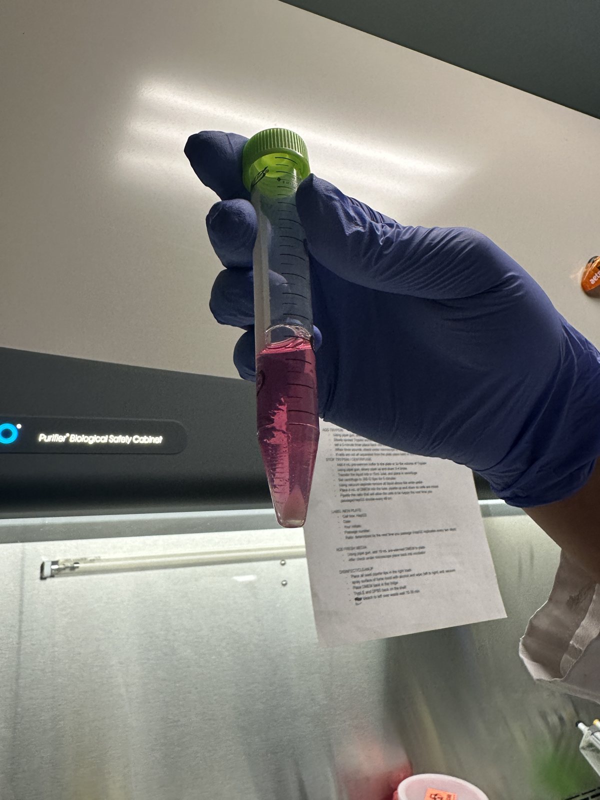 A gloved hand holding a tube of pink culture medium in front of a biosafety cabinet