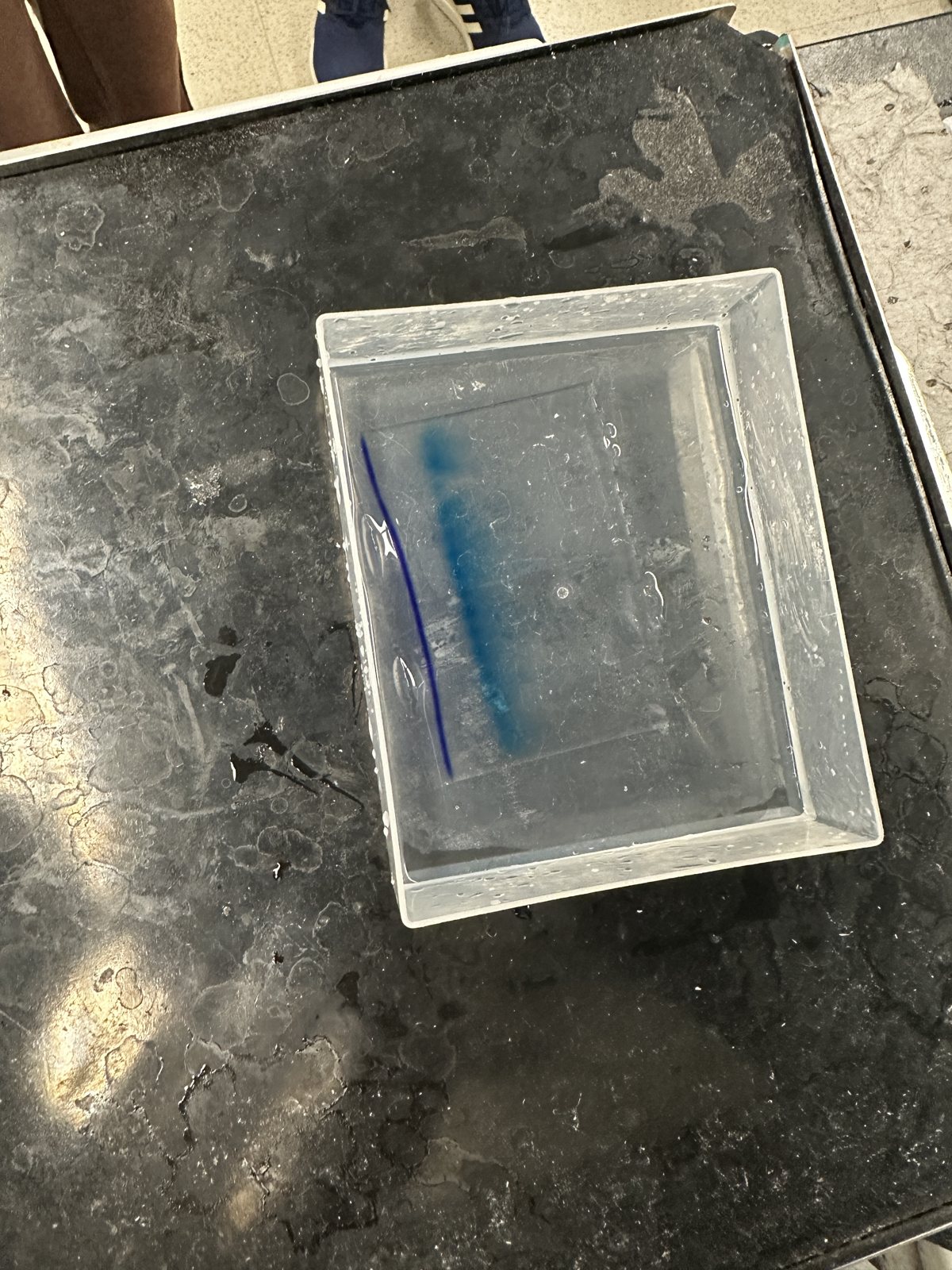 A finished agarose gel in a clear tray, a blue dye front visible along one edge