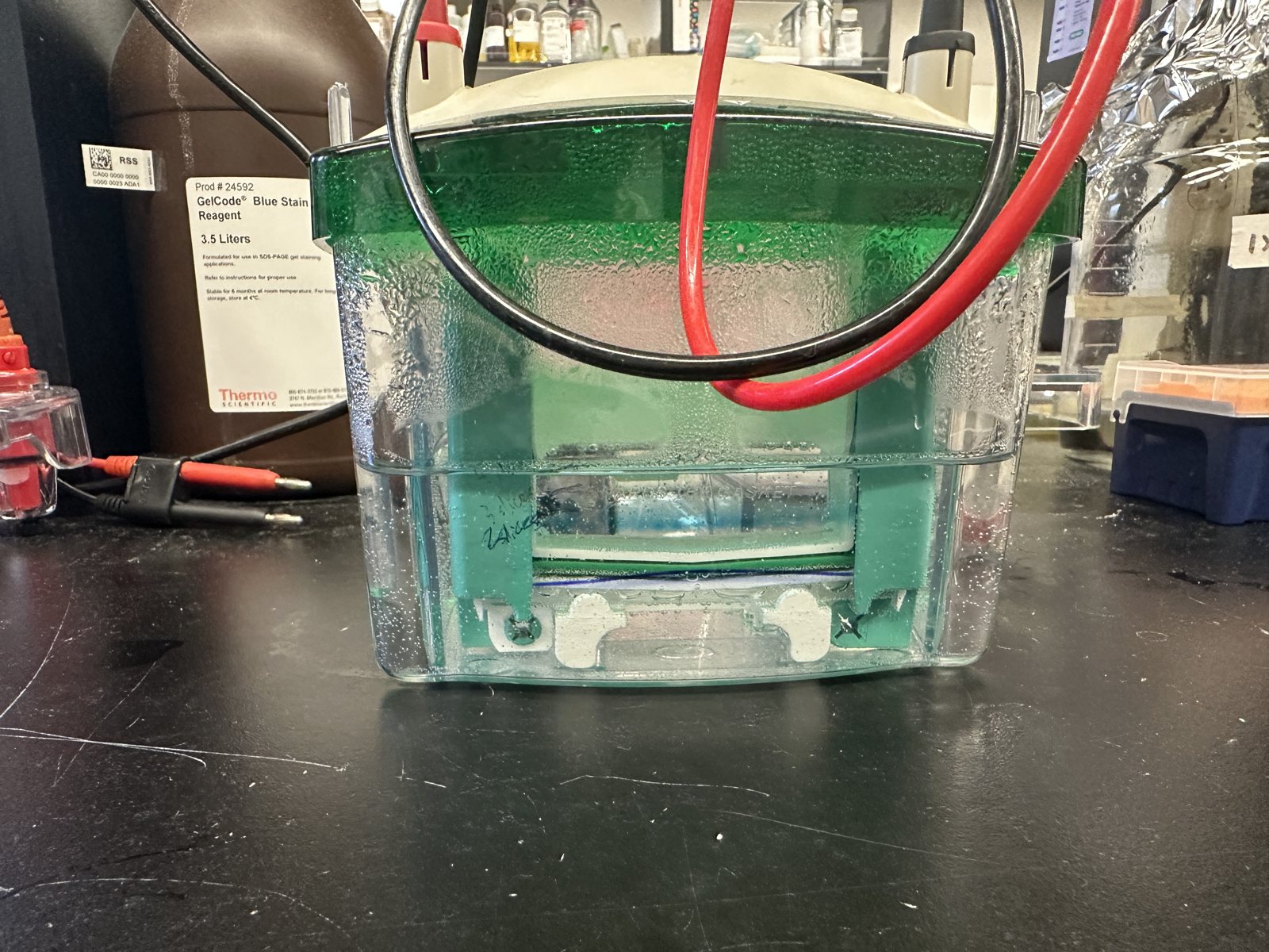 A gel tank filled with green running buffer, red and black leads attached